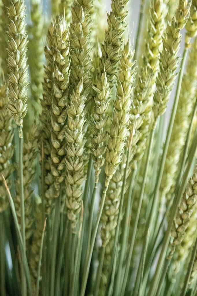 corn, plant, wheat, ear, cereal, leaves, bouquet, natural, nature