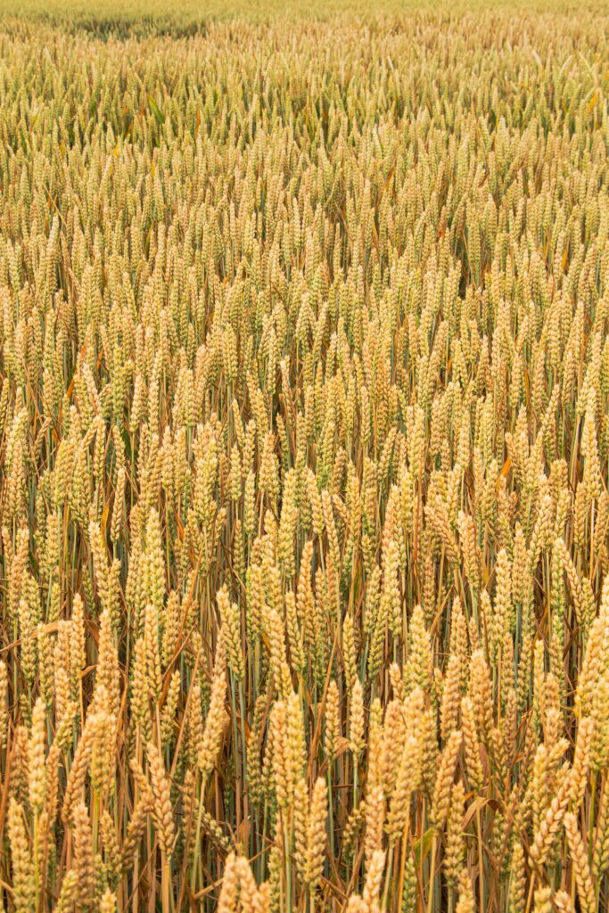 Expansive golden wheat field, perfect for agricultural themes.